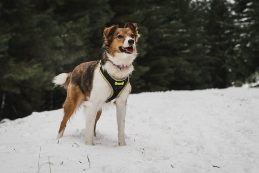 Photo Dog harness