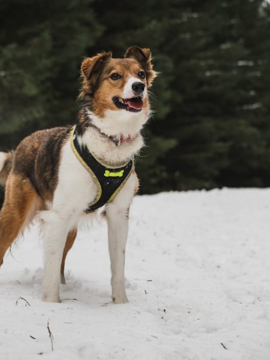 Photo Dog harness