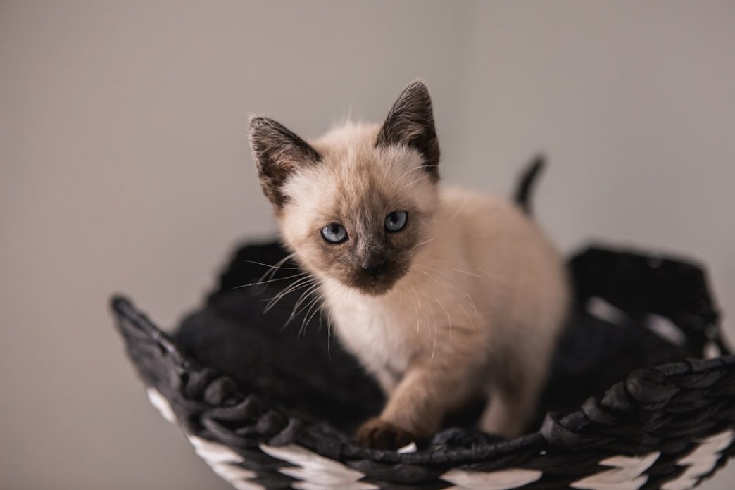 Photo Siamese cat