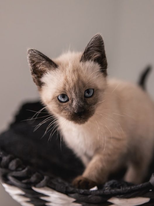 Photo Siamese cat