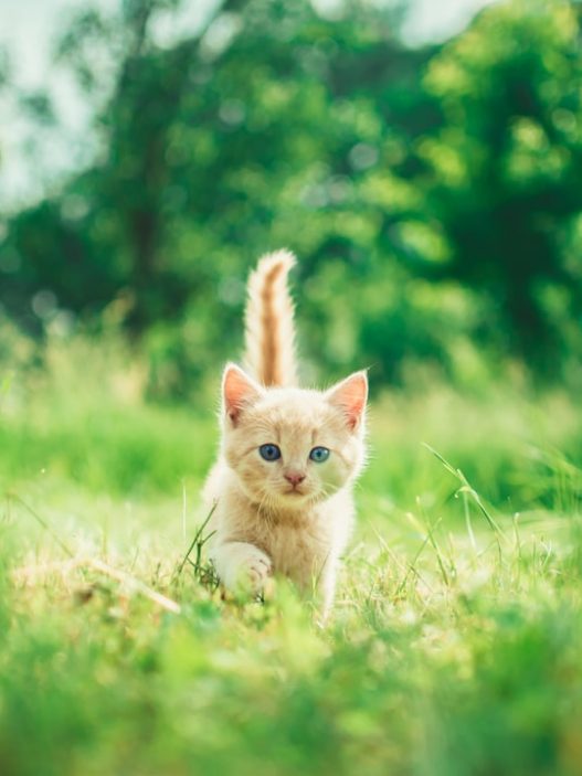 Photo Cute kitten