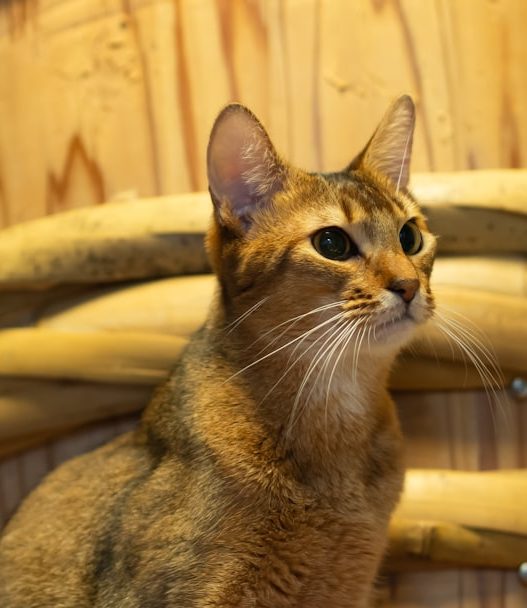 Photo Litter box