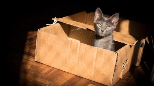 Photo Litter box