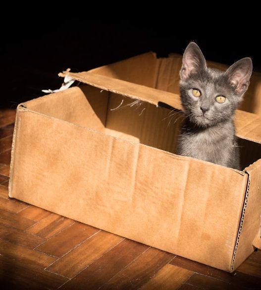 Photo Litter box